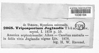 Triposporium juglandis image